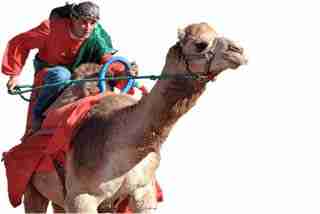 camel racing betting racetrack